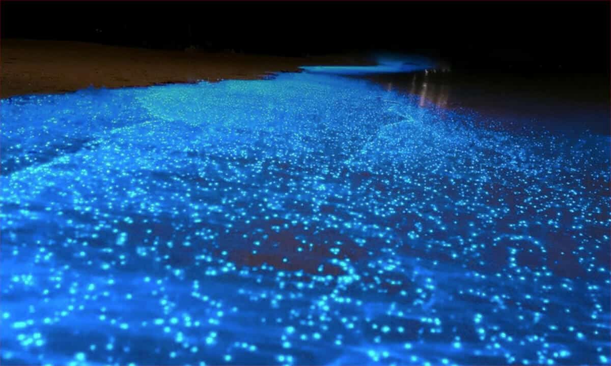 ¿Qué es la bioluminiscencia  y cómo ocurre?