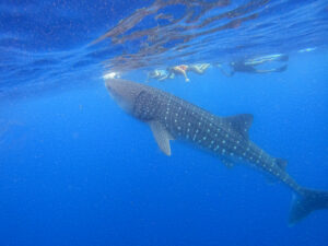 Tiburon_ballena